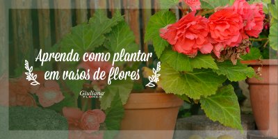 Plantar em Vasos de Flores – Aprenda Como Fazer